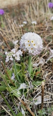 Primula denticulata