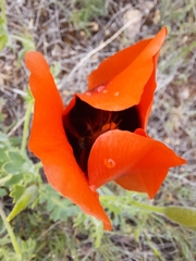Glaucium corniculatum