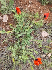 Glaucium corniculatum