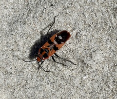 Spilostethus longulus