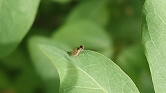 Diptera
