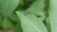 Diptera