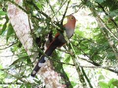Piaya cayana
