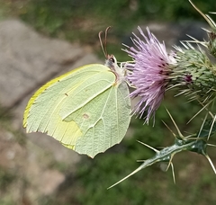 Gonepteryx nepalensis