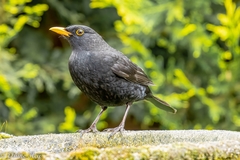 Turdus merula