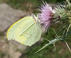 Gonepteryx nepalensis
