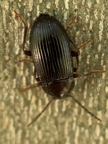 Nalassus longipennis