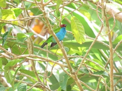 Tangara gyrola
