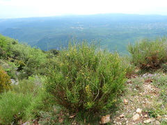 Genista cinerea