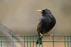 Sturnus vulgaris