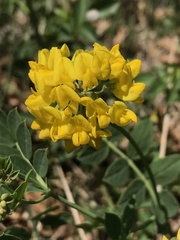 Coronilla coronata