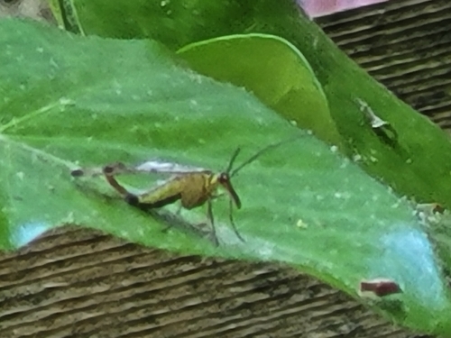 German Scorpionfly, Netherlands, photo 8 of 10