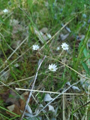 Stellaria peduncularis
