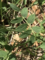 Coronilla coronata