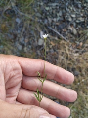 Stellaria peduncularis