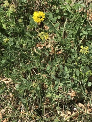 Coronilla coronata