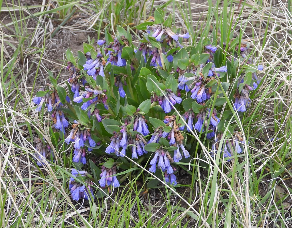 sagebrush bluebell