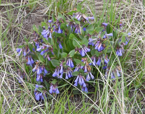 Mertensia oblongifolia