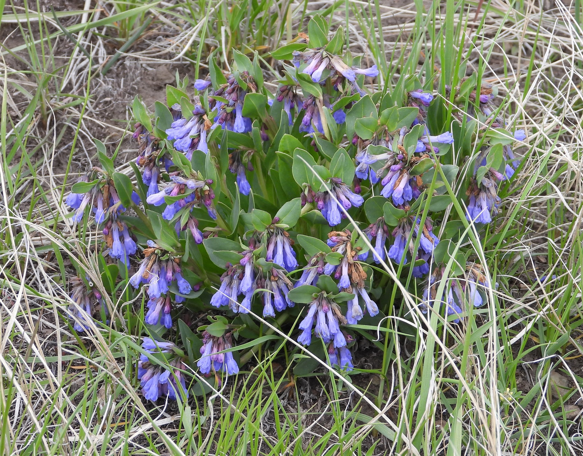 Mertensia oblongifolia