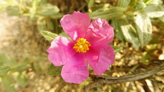 Cistus crispus