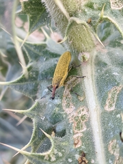 Lixus scolopax