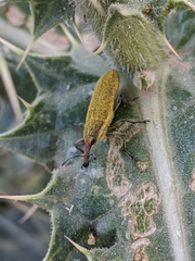 Lixus scolopax