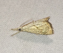 Haimbachia placidellus