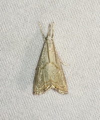 Haimbachia placidellus