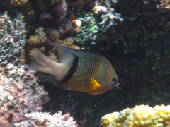 Plectroglyphidodon dickii