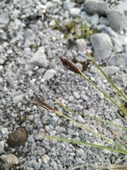 Carex eleusinoides