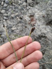 Carex eleusinoides