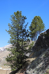 Pinus cembra