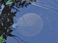 Apalone spinifera aspera