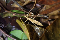 Cimicomorpha