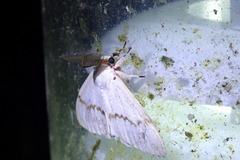 Lymantria xylina