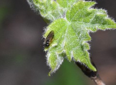 Caulocampus acericaulis