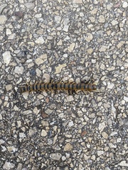 Scolopendra cingulata