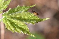 Caulocampus acericaulis