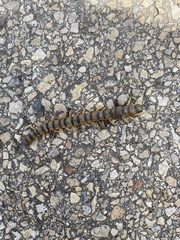 Scolopendra cingulata