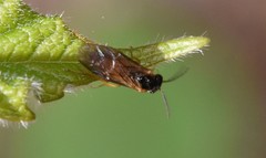 Caulocampus acericaulis