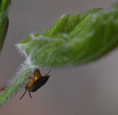 Caulocampus acericaulis