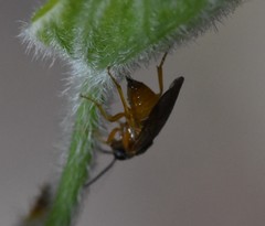 Caulocampus acericaulis