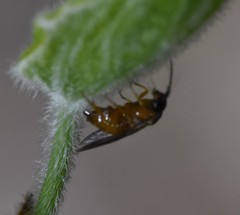 Caulocampus acericaulis