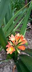 Clivia miniata