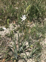 Anthericum liliago