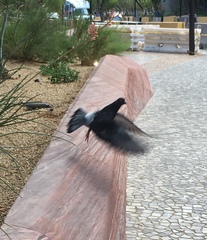 Columba livia domestica