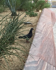 Columba livia domestica