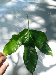 Magnoliopsida