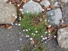 Stellaria peduncularis