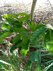 Magnoliopsida